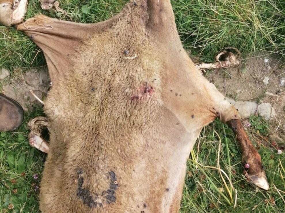 Claverina reaparece en Ansó y mata a una oveja
