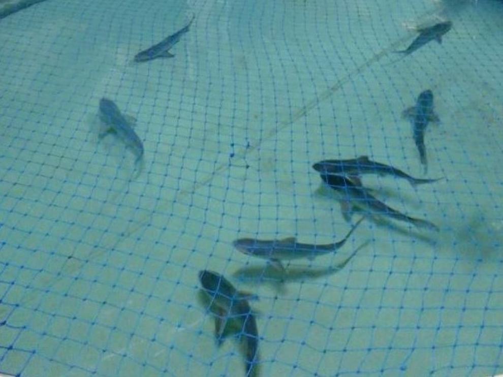 Ocho tiburones grises nacen en el oceanográfico de Valencia