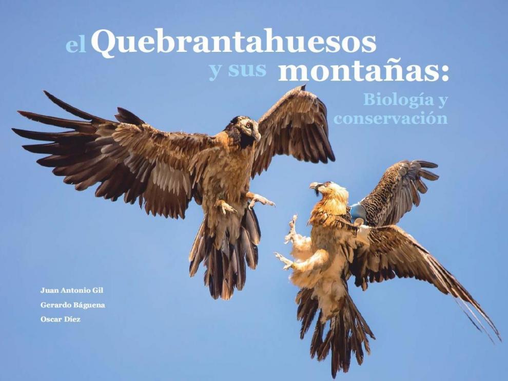 El éxito de la recuperación del quebrantahuesos, de 39 a 88 parejas en 25 años en el Pirineo aragonés