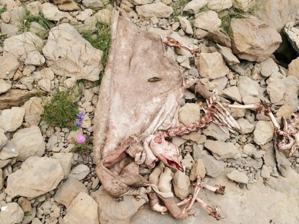 La osa Claverina mata a otra oveja en el valle de Hecho