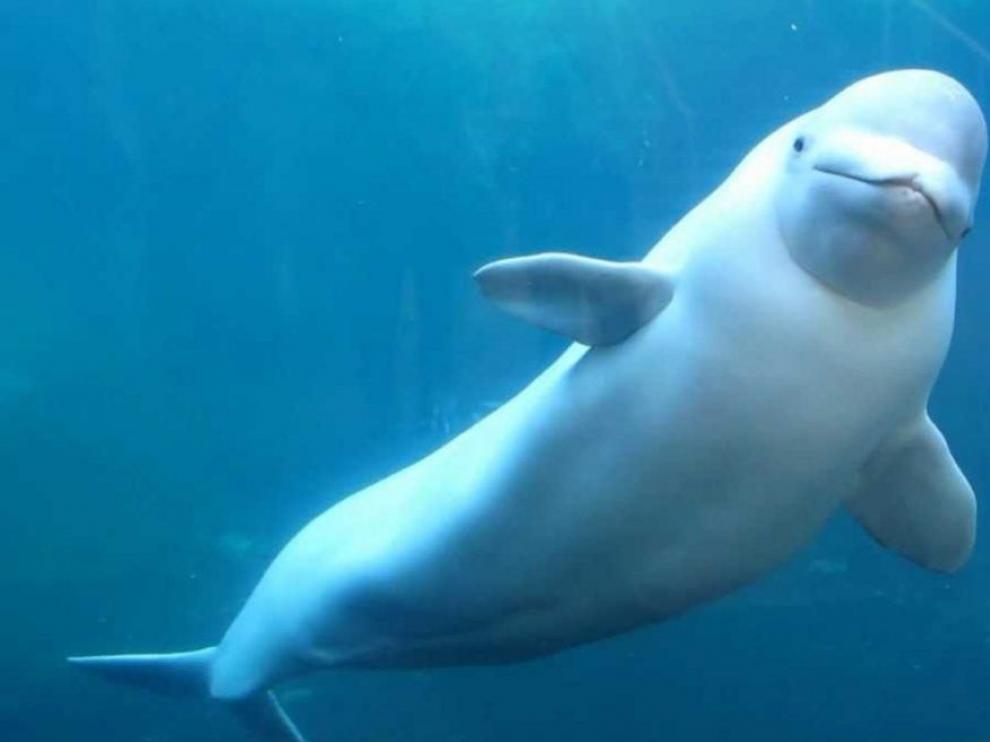 Las belugas se relacionan más allá de la familia