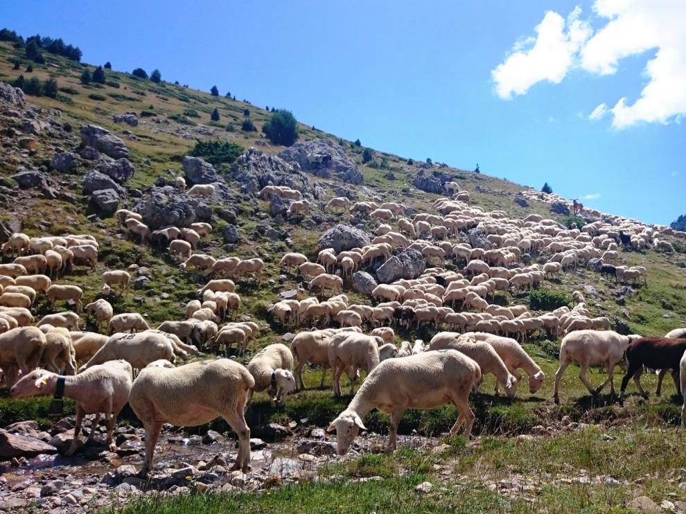 Los ganaderos de Huesca ya pueden pedir ayudas por el oso y el lobo