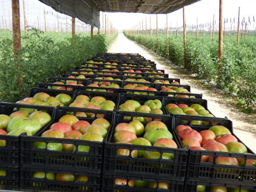 Estiman una producción récord de Tomate Rosa en el Somontano