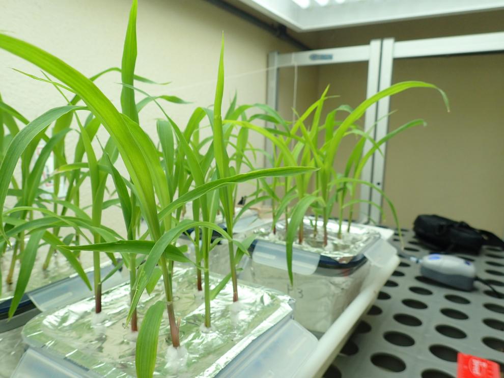 El CITA participa en un artículo sobre la acumulación de microplásticos en vegetales