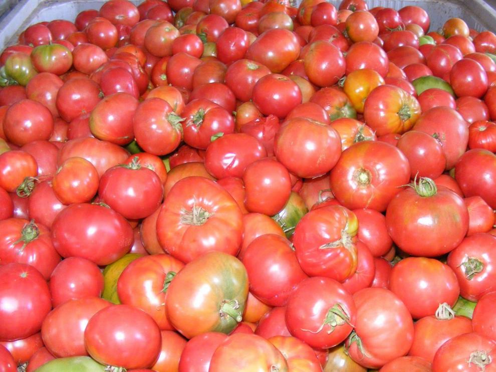 Convenio para comprar Tomate Rosa de destrío en esta campaña