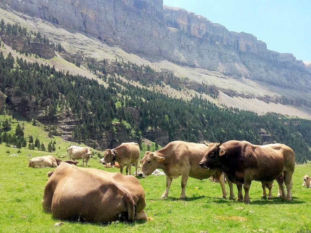 Asaja reivindica la importancia del sector agroganadero en la provincia de Huesca