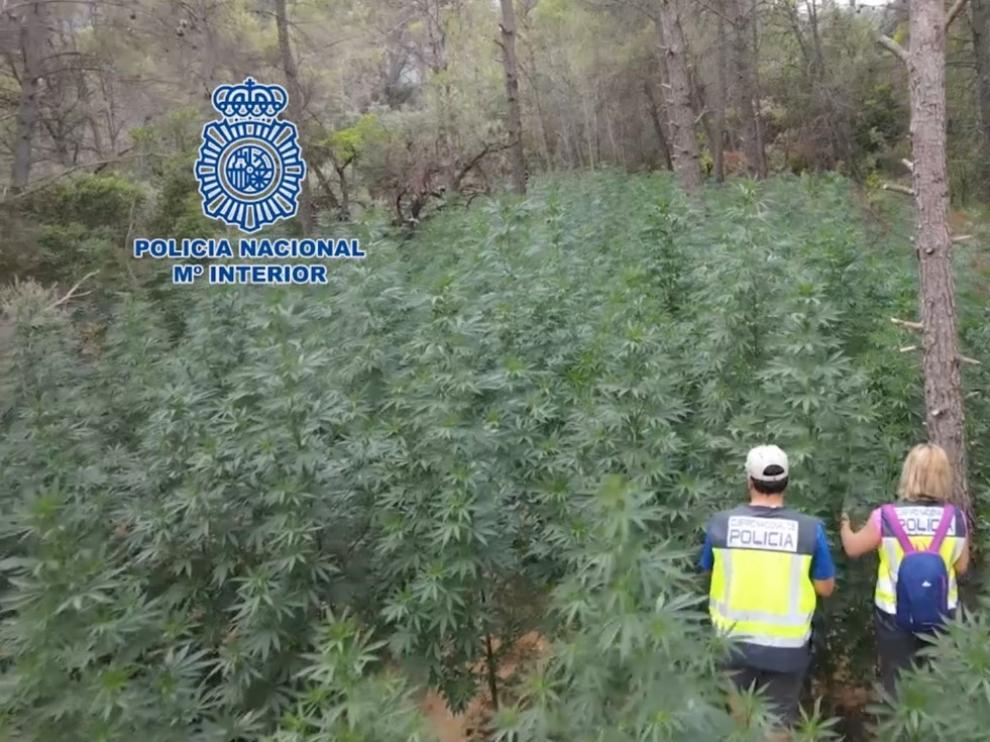 La Policía Nacional desmantela en menos de un año la cuarta plantación de marihuana oculta en los bosques de Huesca
