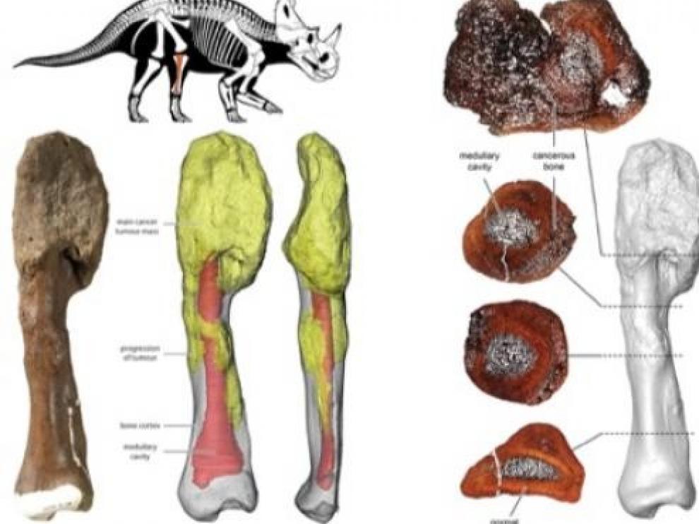 Diagnostican por primera vez un cáncer maligno en un dinosaurio