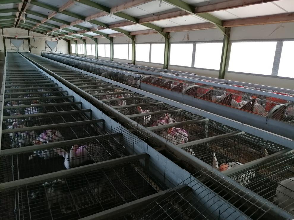 La provincia de Huesca lidera el consumo nacional de carne de conejo