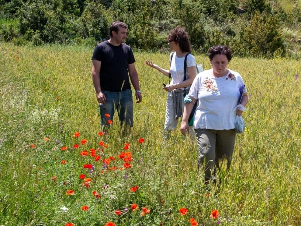 El Cita participa en un proyecto para conseguir hábitats de polinización