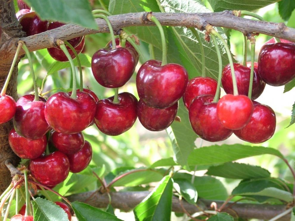 El CSIC trabaja en innovaciones para llevar la cereza a Asia