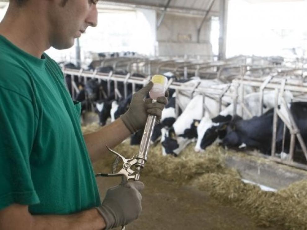 Colegios y Facultades alertan del riesgo de excluir a los veterinarios de la salud pública
