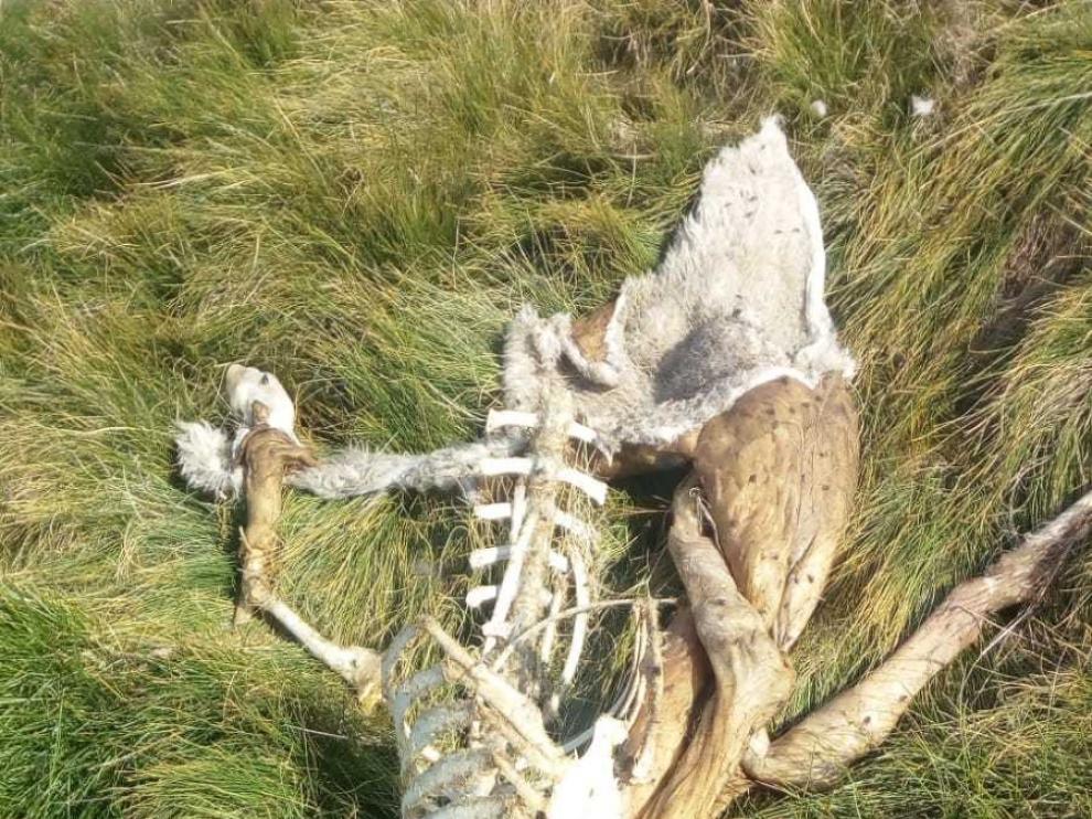 Denuncian más ataques de la osa en el valle de Hecho