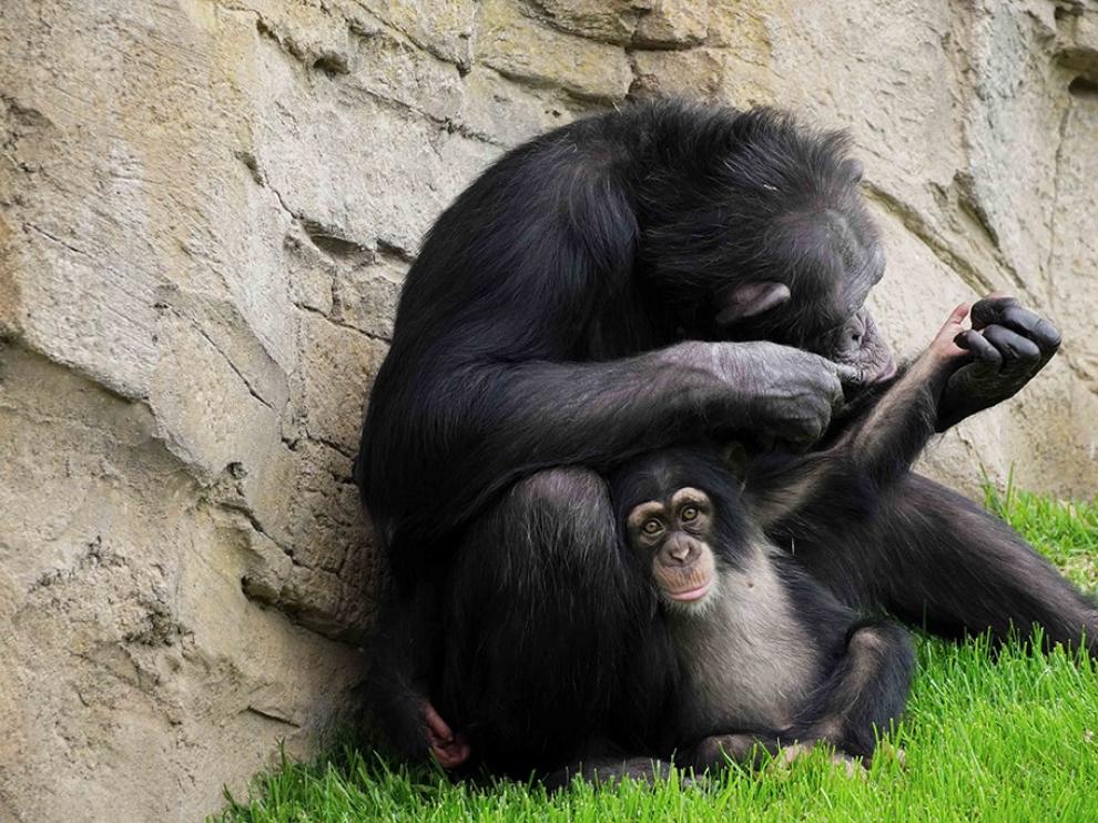 El chimpancé huérfano de Bioparc Fuengirola consigue ser aceptado por su madre adoptiva