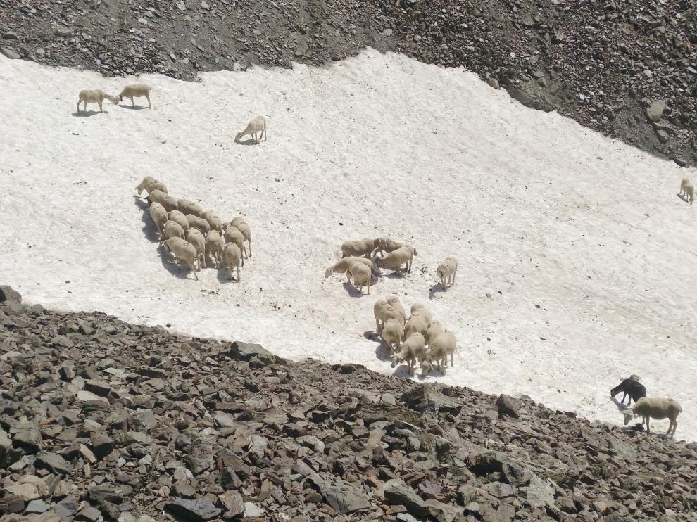 Las ovejas comen nieve