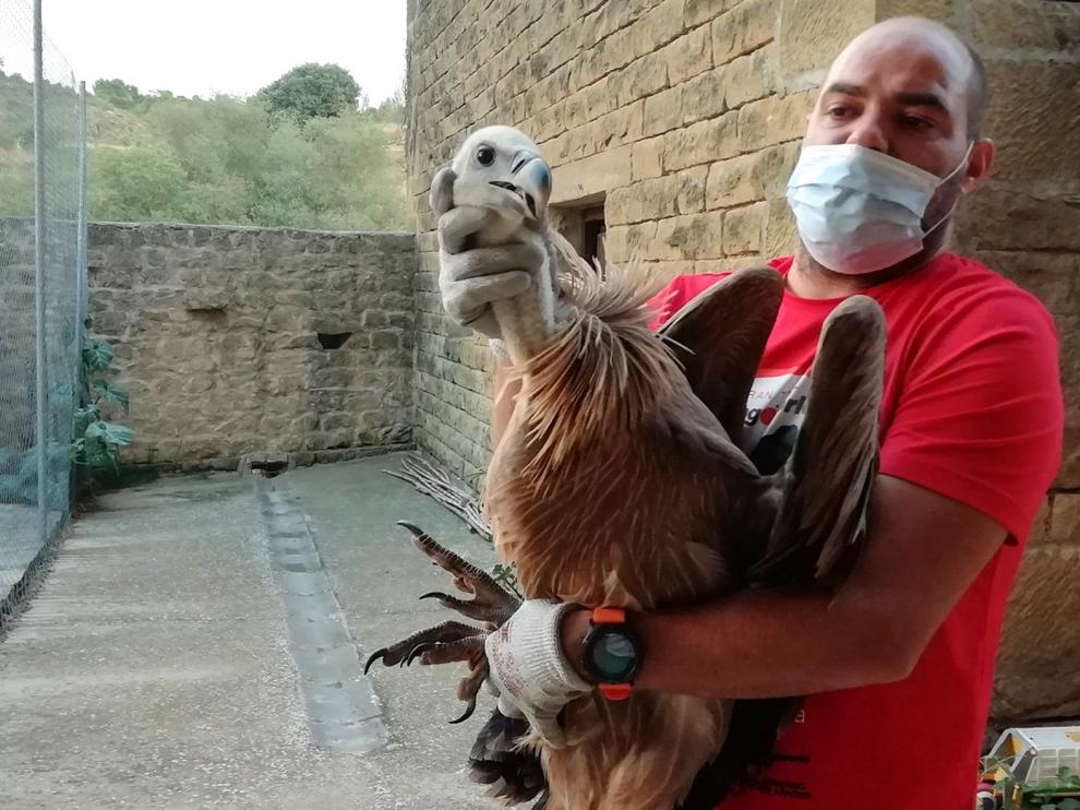 Rescatado un buitre leonado en Murillo de Gállego