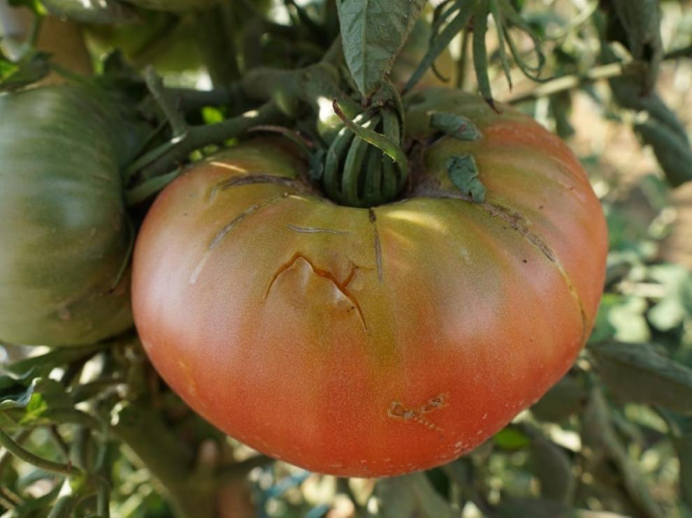 El granizo daña cultivos, productos hortícolas y fruta en la comarca de Los Monegros