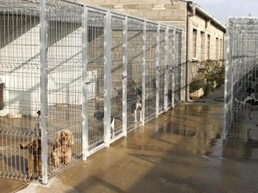 Unos 140.000 perros y gatos son recogidos en España cada año