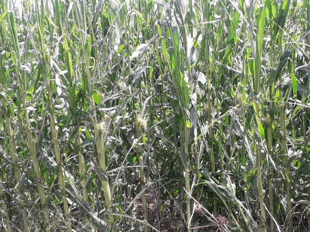 Agroseguro ya perita los daños más urgentes por el granizo