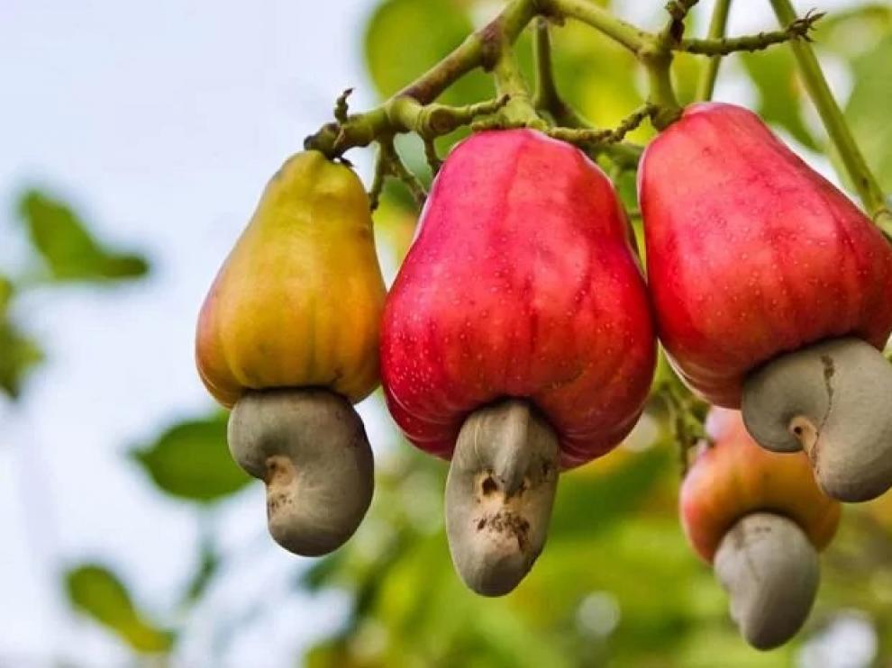 La cáscara del anacardo podría reparar nervios dañados