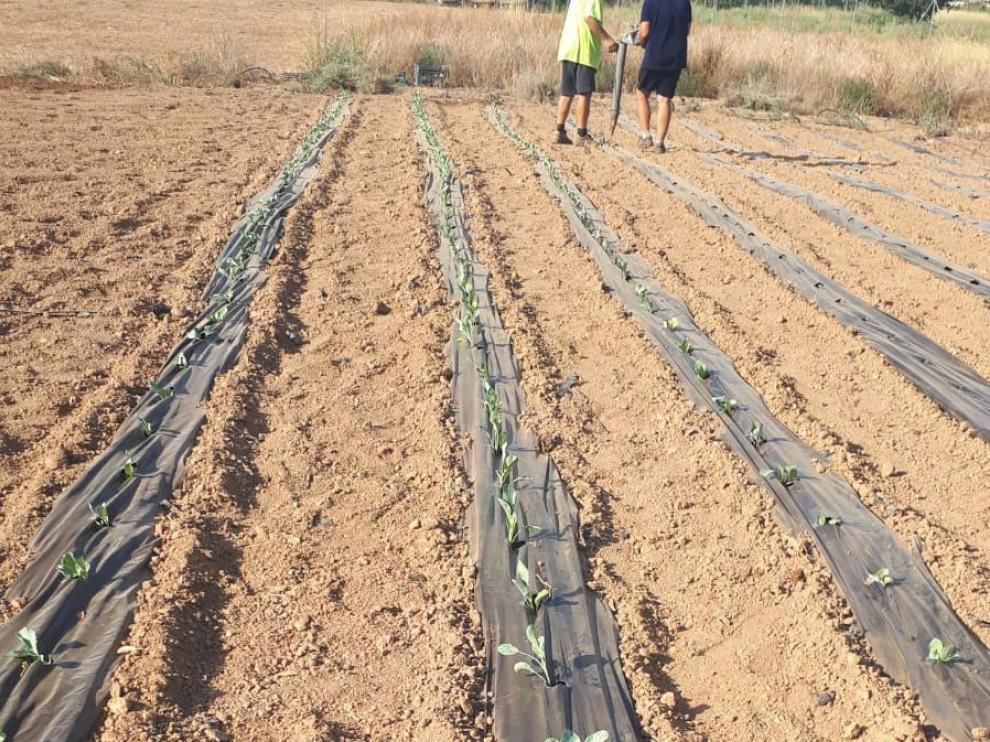 Fraga prueba varias verduras de invierno en su finca experimental