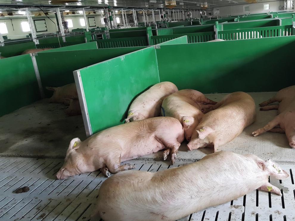 El 62 % de las industrias de porcino se encuentran en pueblos de menos de 5.000 vecinos