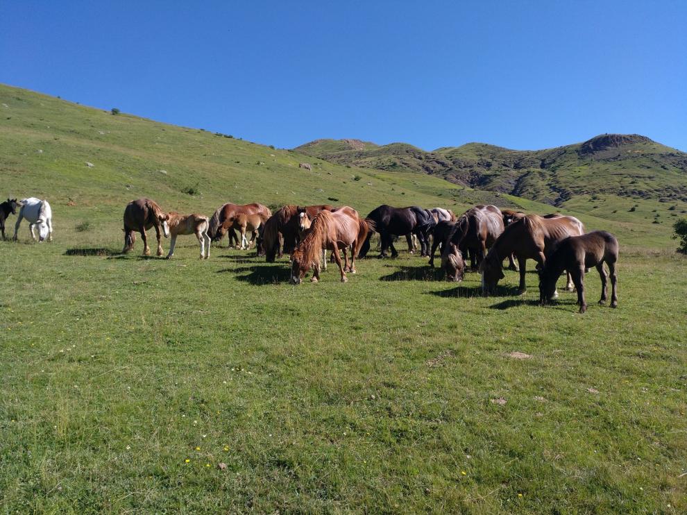 Los potros del Valle de Tena