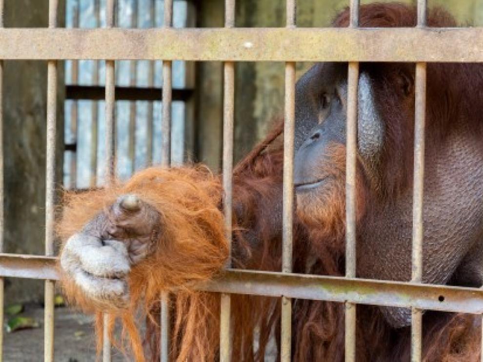 Rescatan a dos orangutanes tras pasar años en jaulas precarias en Indonesia