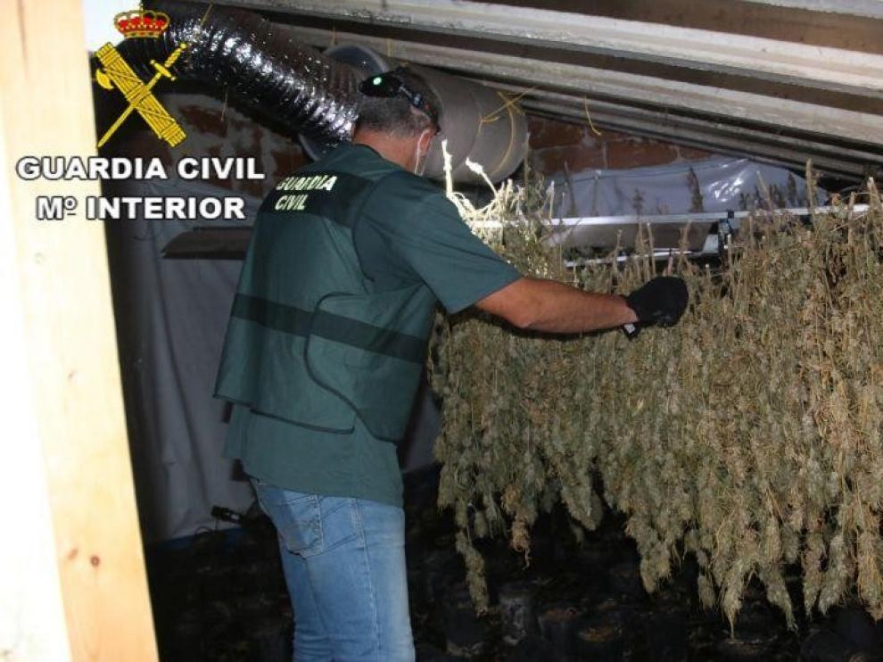Intervienen 584 plantas de marihuana en Alcañiz