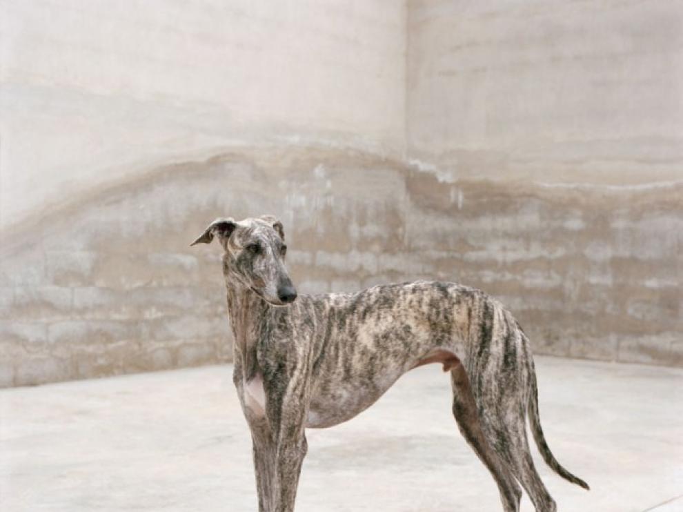 El festival Bfoto pone "Pausa", entre "Noche de perros" y "Casa Solano"
