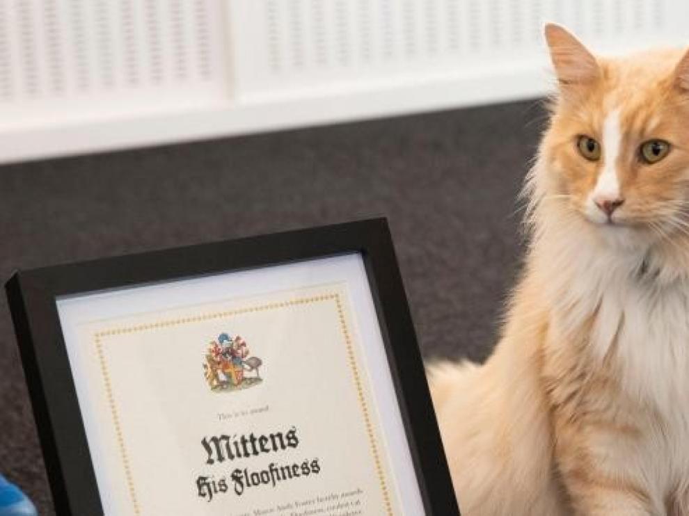 Un gato influyente compite contra Jacinda Ardern como neozelandés del año
