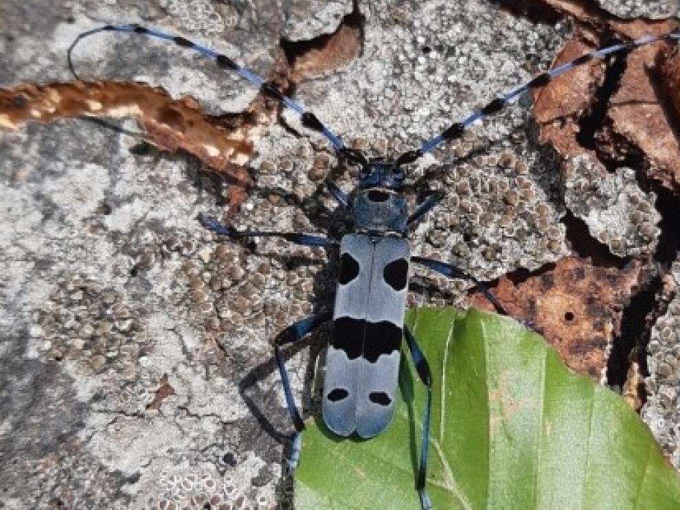 El Parque del Moncayo estudia la Rosalia alpina