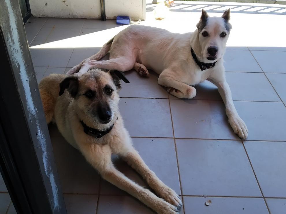Perros en busca de una "nueva normalidad" junto a una familia