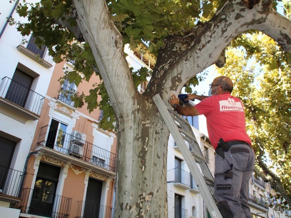Barbastro trata las afecciones que sufren 105 plataneros