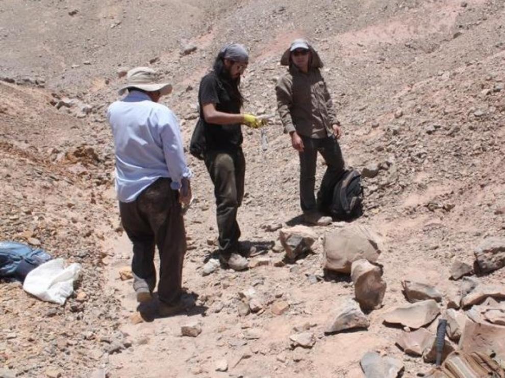 Identifican dos reptiles marinos que moraron en el desierto de Atacama