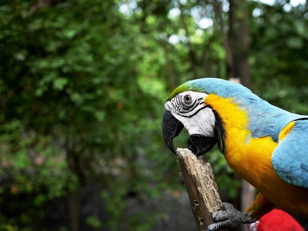 El cambio climático aleja a las especies de los trópicos