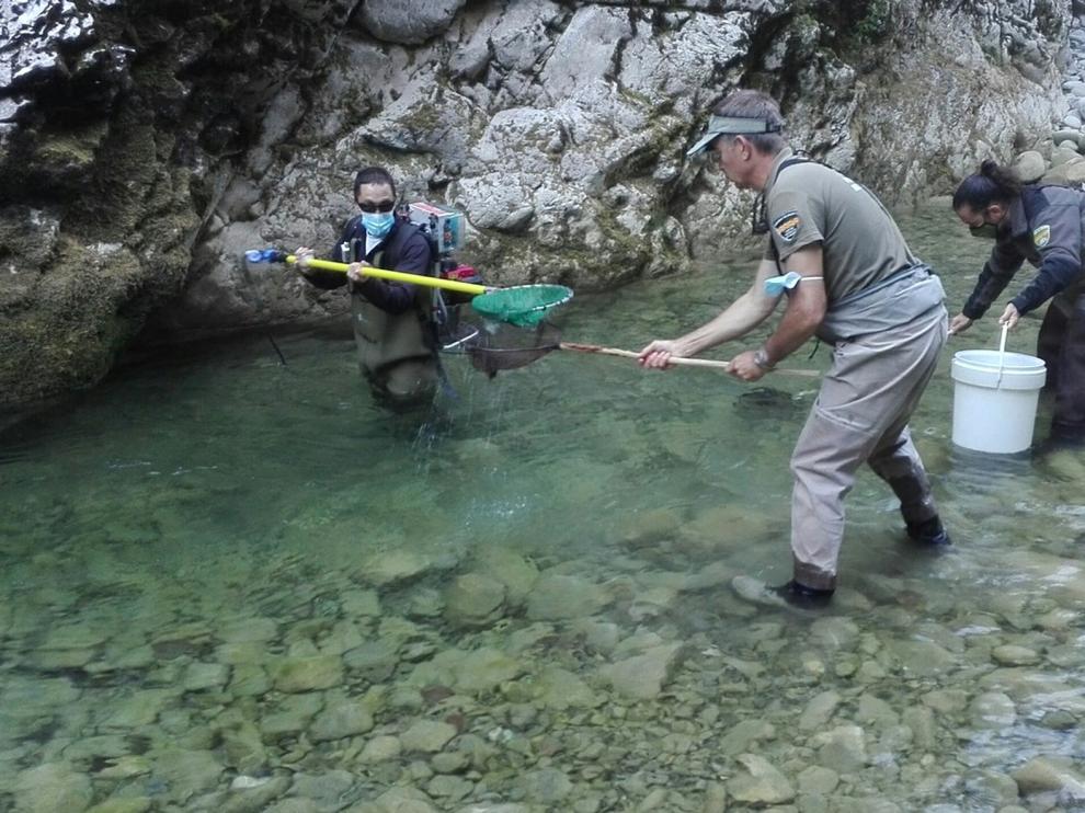 Rescatan varios centenares de peces en el río Veral, a la altura de la Foz de Biniés