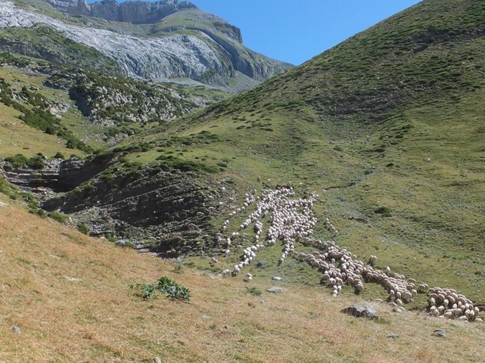El bosque "recoloniza" los pastos de montaña por la caída de la ganadería