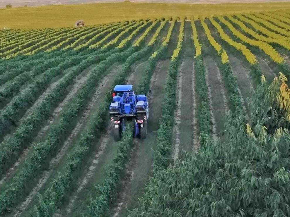 Avanzan las labores de una vendimia que mira al mercado