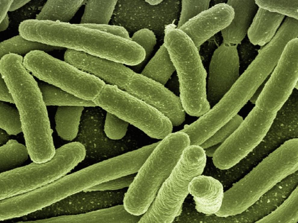 Un estudio vincula muchas enfermedades con la composición de las bacterias intestinales