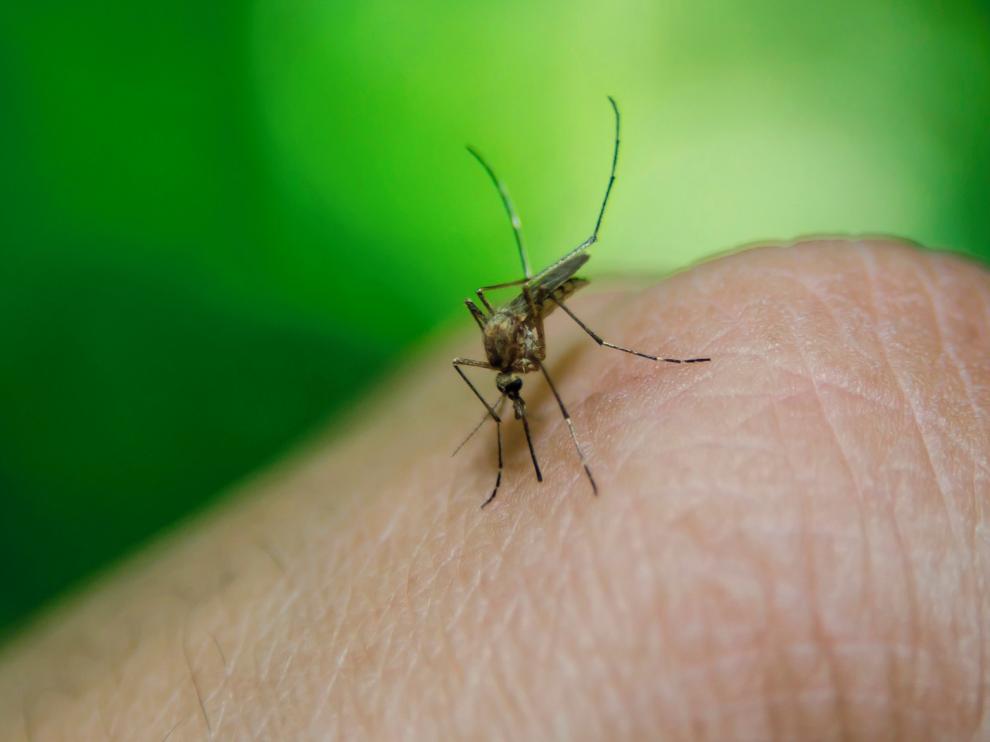 La fiebre del Nilo Occidental