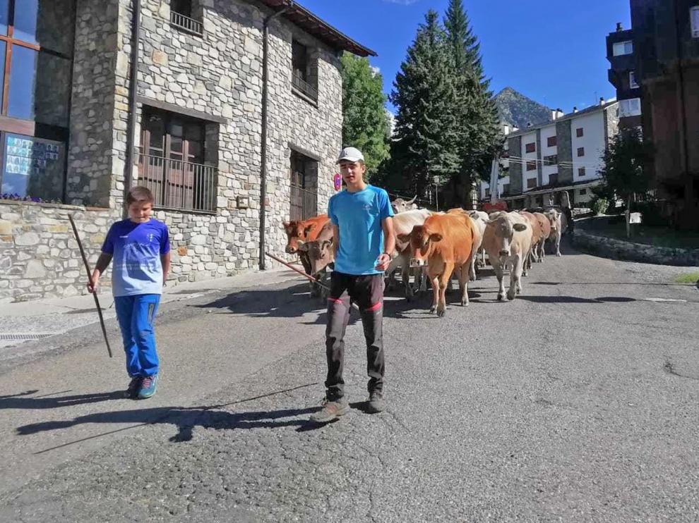 Las vacas dejan las montañas de Cerler para pastar en Estós hasta El Pilar