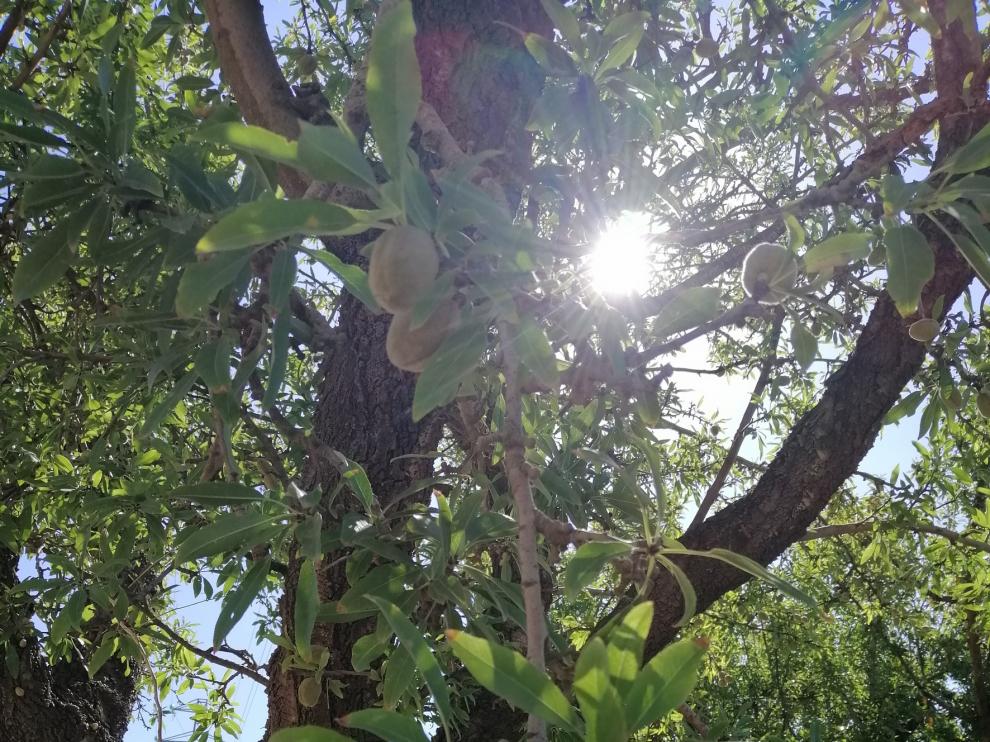 Discrepancias por el precio en lonja en el inicio de la recogida de la almendra