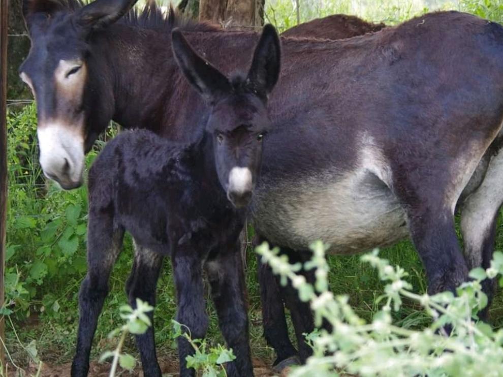 Secastilla impulsa el pastoreo con burros para eliminar el riesgo de incendios