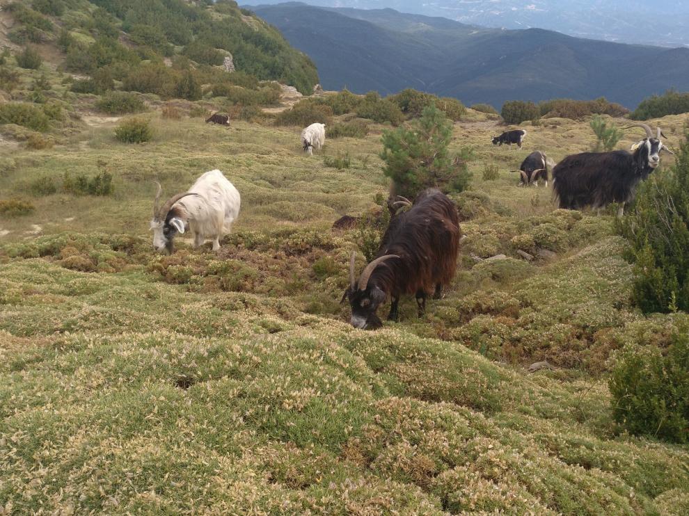 Los erizones y las cabras