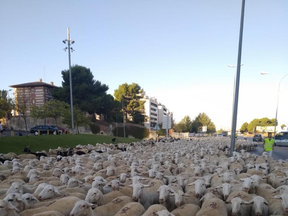 Alrededor de 2.000 ovejas se "adueñan" de la ciudad de Huesca en su paso trashumante