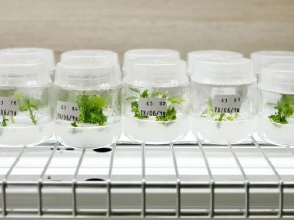 El PDR subvenciona 27 nuevos proyectos de innovación y cooperación en el sector agroalimentario