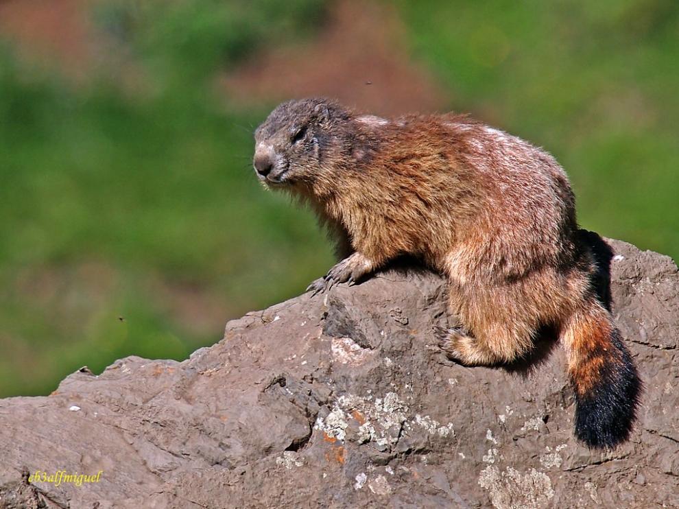 Los dialectos de las marmotas