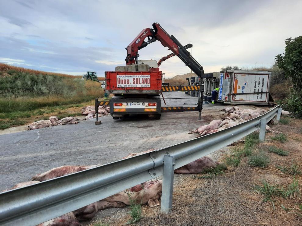 El vuelco de un camión deja 200 cerdos muertos en la calzada en Peralta de Alcofea
