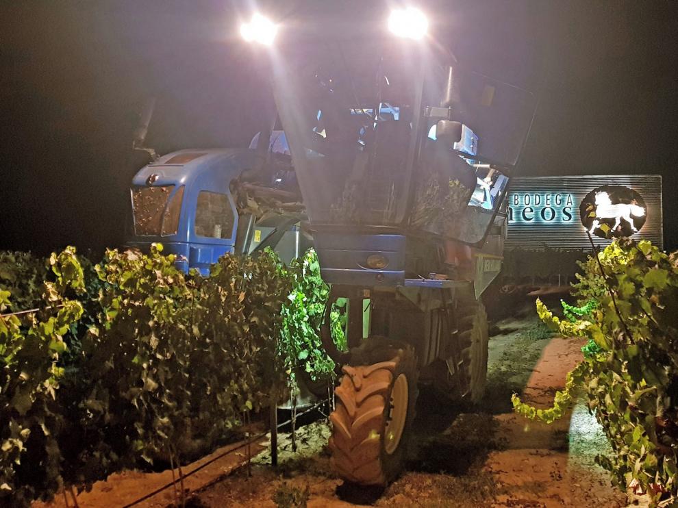 Bodega Pirineos recoge más de dos millones de kilos de uva